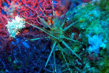 Sea urchin in reef - Mediterranean Sea France