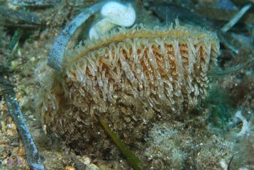 Pen shell in seagrass - Mediterranean Sea France