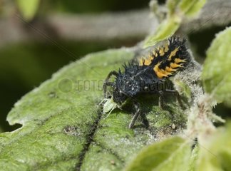 Asian lady beetle larva eating a green aphid - France