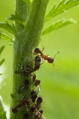 Ants dealing with aphids on a stem - France