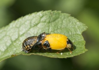 Fledging Asian Ladybug on leaf - France