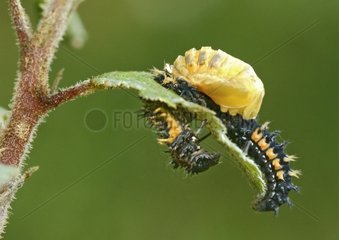 Pupal molt Asian Ladybug on leaf - France