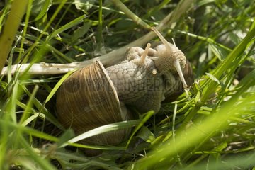 Burgundy snails mating in the grass - France