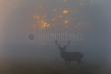 Red Deer in the mist at dawn in autumn - GB