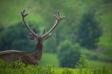 Male red deer lying in the grass - Spain