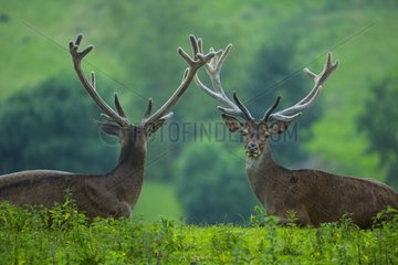 Male red deers lying in the grass - Spain