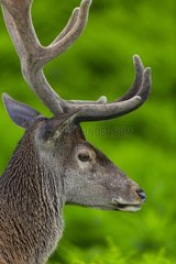 Portrait of male red deer - Spain