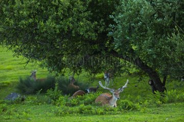 Fallow Deers lying under a tree - Spain