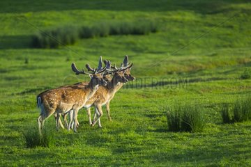 Fallow Deer walking in grass - Spain