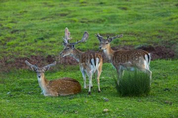 Fallow Deer in grass - Spain