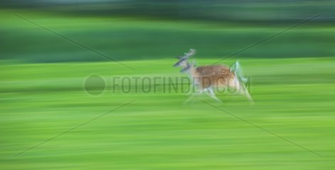 Fallow Deer running in grass - Spain