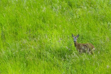 Roe Deer running in grass - Spain