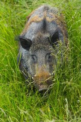 Wild boar in tall grass -Spain
