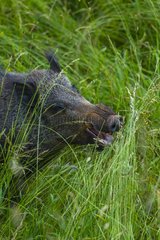 Wild boar in tall grass -Spain