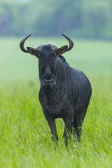Blue Wildebeest in the grass