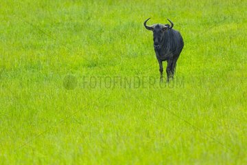 Blue Wildebeest in the grass