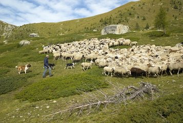 Shepherd gathering his flock to care - Mercantour France