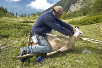 Berger doing a sting as a sheep - Mercantour France