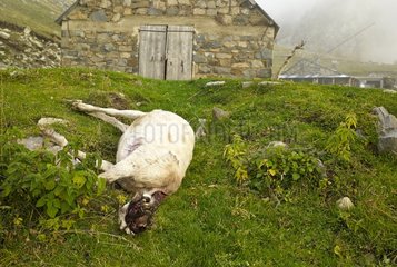 Sheep killed but not eaten by wolves - Mercantour France