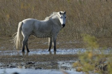Camargue horse in the swamp - PNR Camargue France
