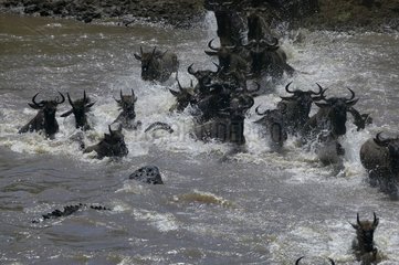 Crocodile waiting for Wildebeasts crossing a river Kenya