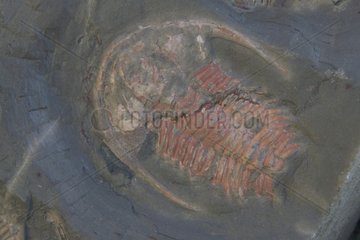 Fossil Trilobite Kangaroo Island SÃ¼daustralien