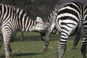 Fight Zebras Peaugre Safari France