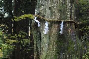Sacred tree in the vicinity of Tamaki-Jinja Shrine Japan