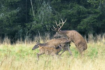 Deer mating with a doe nursing her fawn Latvia
