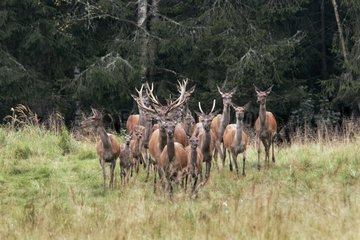 Herd of red deer in a clearing Latvia