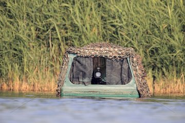 Videographer in its carriage in front of a floating reed bed