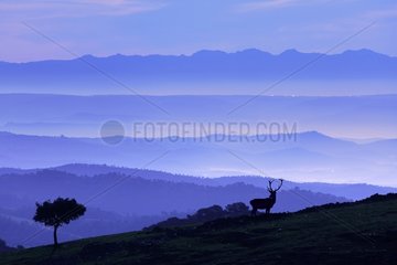 Red deer in the morning mist Sierra Morena Andalusia