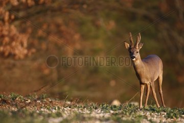 Deer out of the forest for eating crops