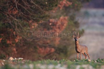 Deer out of the forest for eating crops