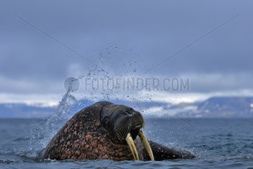 Morse in the shallow water Prins Karls Forland Svalbard