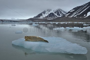 Bearded seal resting on ice Kongsfjorden Svalbard