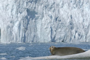 Bearded seal resting on ice Mollerfjorden Svalbard