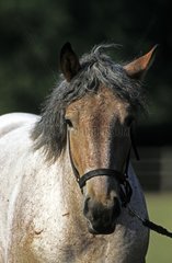 Portrait of Trait du Nord horse