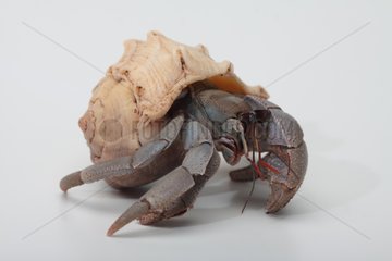 Ruggie Hermit Crab on white background