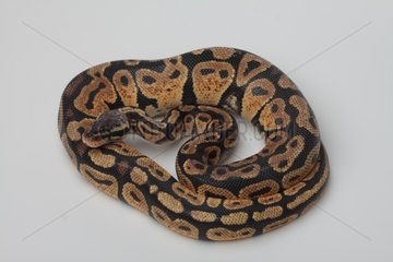 Royal Python 'Pastel' on white background