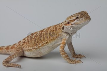 Bearded Dragon on white background