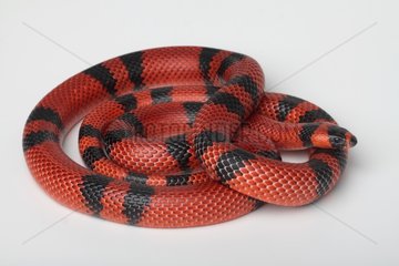 Honduras Milk snake 'Tangerine' on white background