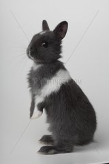 Gray and white dwarf rabbit standing on white background