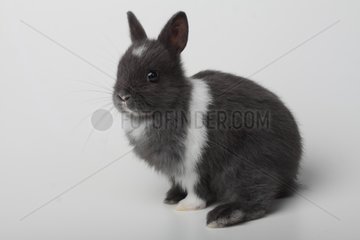 Gray and white dwarf rabbit sitting on white background