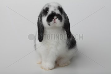 Black and white dwarf rabbit sitting on white background