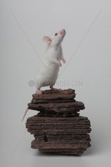 White House Mouse on rock on white background