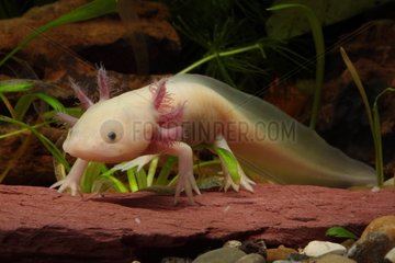 Albino Axolotl Tropical freshwater aquarium