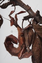 Macklay's spectre walkingstick on white background