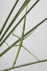 Giant Stick insects on the stems on white background