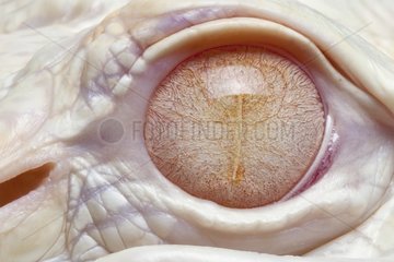 Detail of a eye of an American Alligator